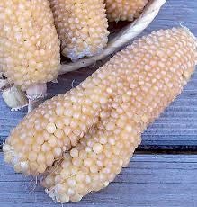 Rare Organic Heirloom Bear Paw Corn Seeds