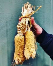 Load image into Gallery viewer, Rare Organic Heirloom Bear Paw Corn Seeds
