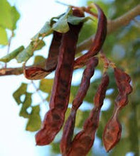 Load image into Gallery viewer, Rare Organic Carob Tree Seeds (Locust Bean Tree/ St. John&#39;s Bread Tree)

