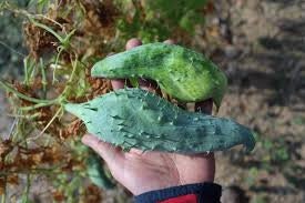 Rare Organic Heirloom Caigua Seeds (Aka Slipper Gourd, Achocha,  Cyclanthera pedata, stuffing cucumber)