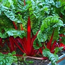 Organic Heirloom Ruby Red Swiss Chard Seeds