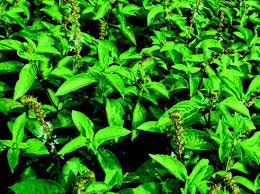 Organic Heirloom Spicy Globe Basil Seeds