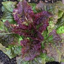 Organic Heirloom Prizehead Lettuce Seeds