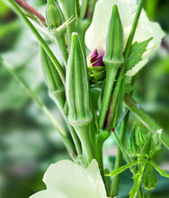 Load image into Gallery viewer, Heirloom Organic Clemson Spineless Okra Seeds
