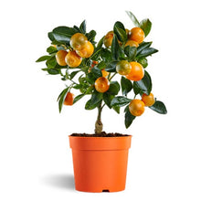 Load image into Gallery viewer, Organic Kumquat citrus tree seeds for sale
