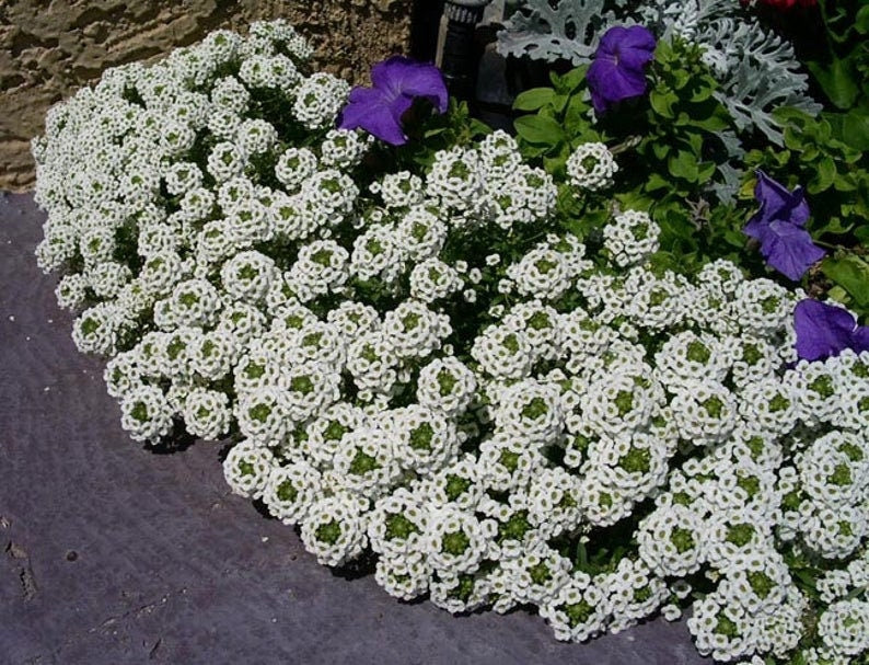 Heirloom Organic Allysum Carpet of Flowers Seeds (Butterfly Attracting Scented Ground Cover)