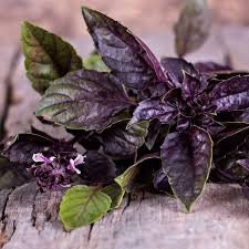 Organic Heirloom Dark Opal Basil Seeds