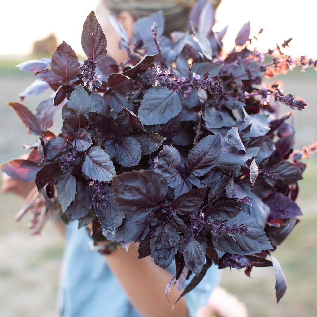 Organic Heirloom Dark Opal Basil Seeds