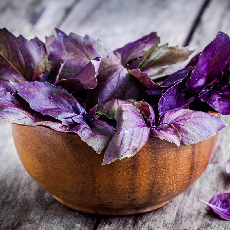 Organic Heirloom Dark Opal Basil Seeds