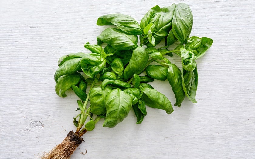 Organic Heirloom Genovese Basil Seeds