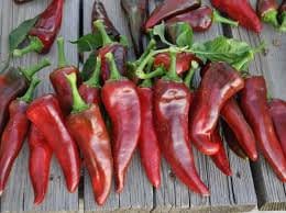 Organic Pueblo Hot Pepper Seeds