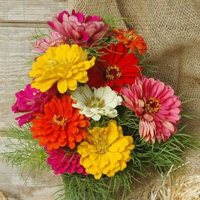 Organic Heirloom State Fair Zinnia Flower Seed Mix