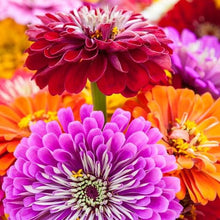 Load image into Gallery viewer, Organic Heirloom State Fair Zinnia Flower Seed Mix
