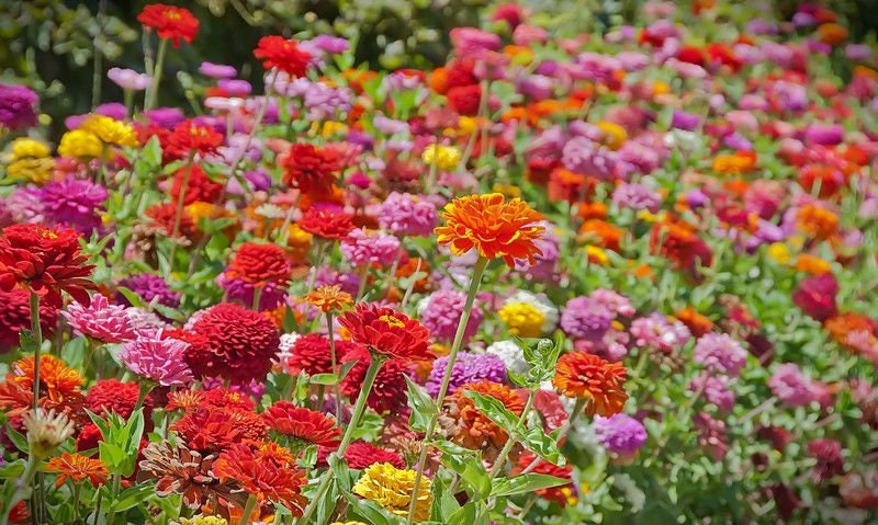 Organic Heirloom State Fair Zinnia Flower Seed Mix