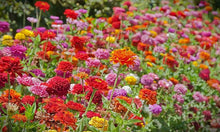 Load image into Gallery viewer, Organic Heirloom State Fair Zinnia Flower Seed Mix
