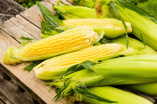 Organic Heirloom Early Golden Bantam Sweet Corn Seeds