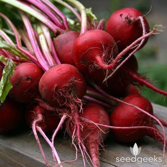 Organic Heirloom Tall Top Early Wonder Beet Seeds