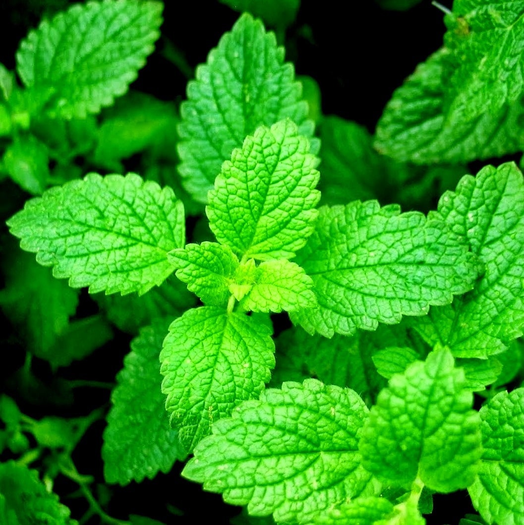 Organic Heirloom Spearmint Seeds