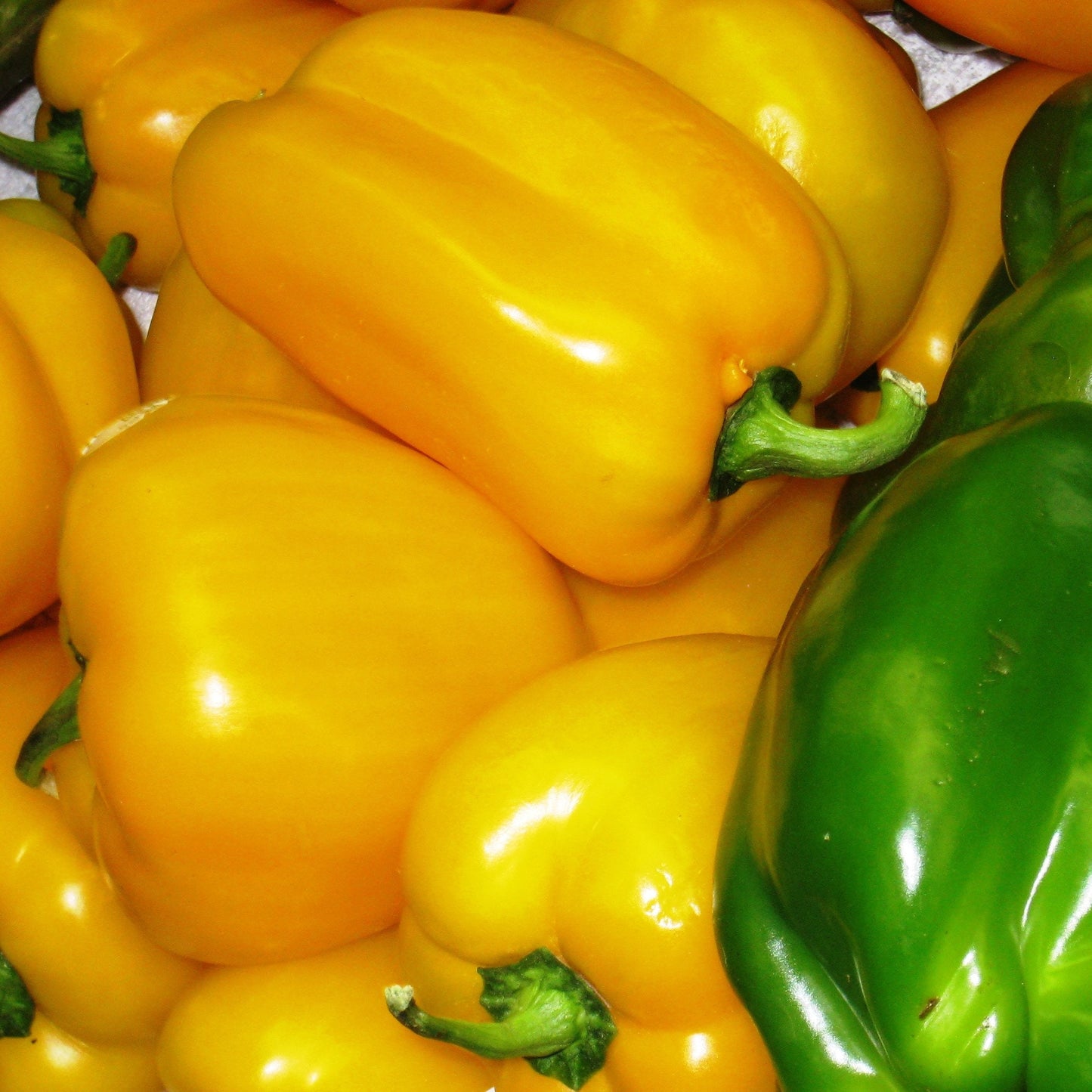 Organic Heirloom Calwonder Bell Pepper Seeds