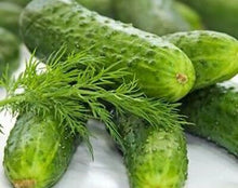 Load image into Gallery viewer, Organic Heirloom Poinsett 76 Cucumber Seeds
