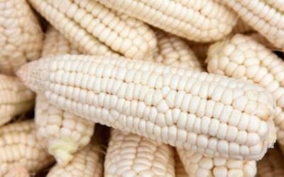 SUPER RARE ENDANGERED corn Heirloom Organic Volta White Maize Seeds