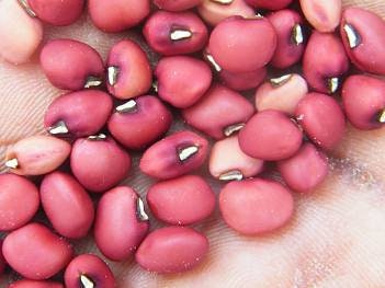 SUPER RARE ENDANGERED Torkuviahe Bean Seeds **Endangered plant species**