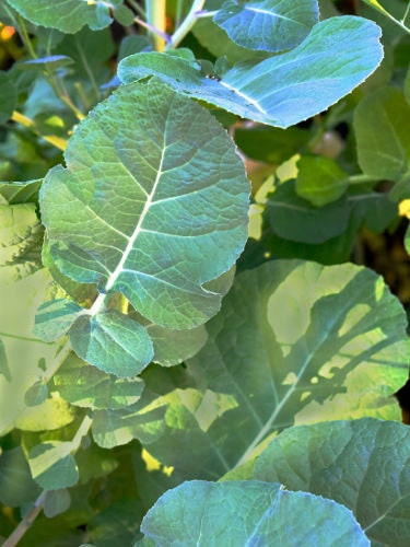 ENDANGERED PLANT SPECIES Heirloom Organic Ligote Ethiopian Kale Seeds