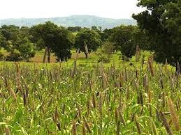 RARE ENDANGERED Dagbon Grey Millet Seeds Extremely Rare Endangered Plant Species