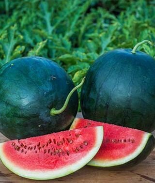 Organic Heirloom Blacktail Mountain Watermelon Seeds