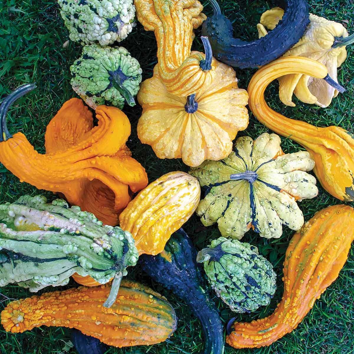 Heirloom Organic Autumn Wings Gourd Seeds