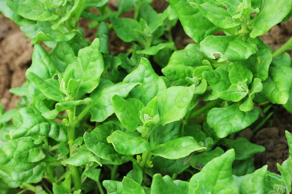 Heirloom Organic New Zealand Spinach Seeds