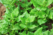 Load image into Gallery viewer, Heirloom Organic New Zealand Spinach Seeds
