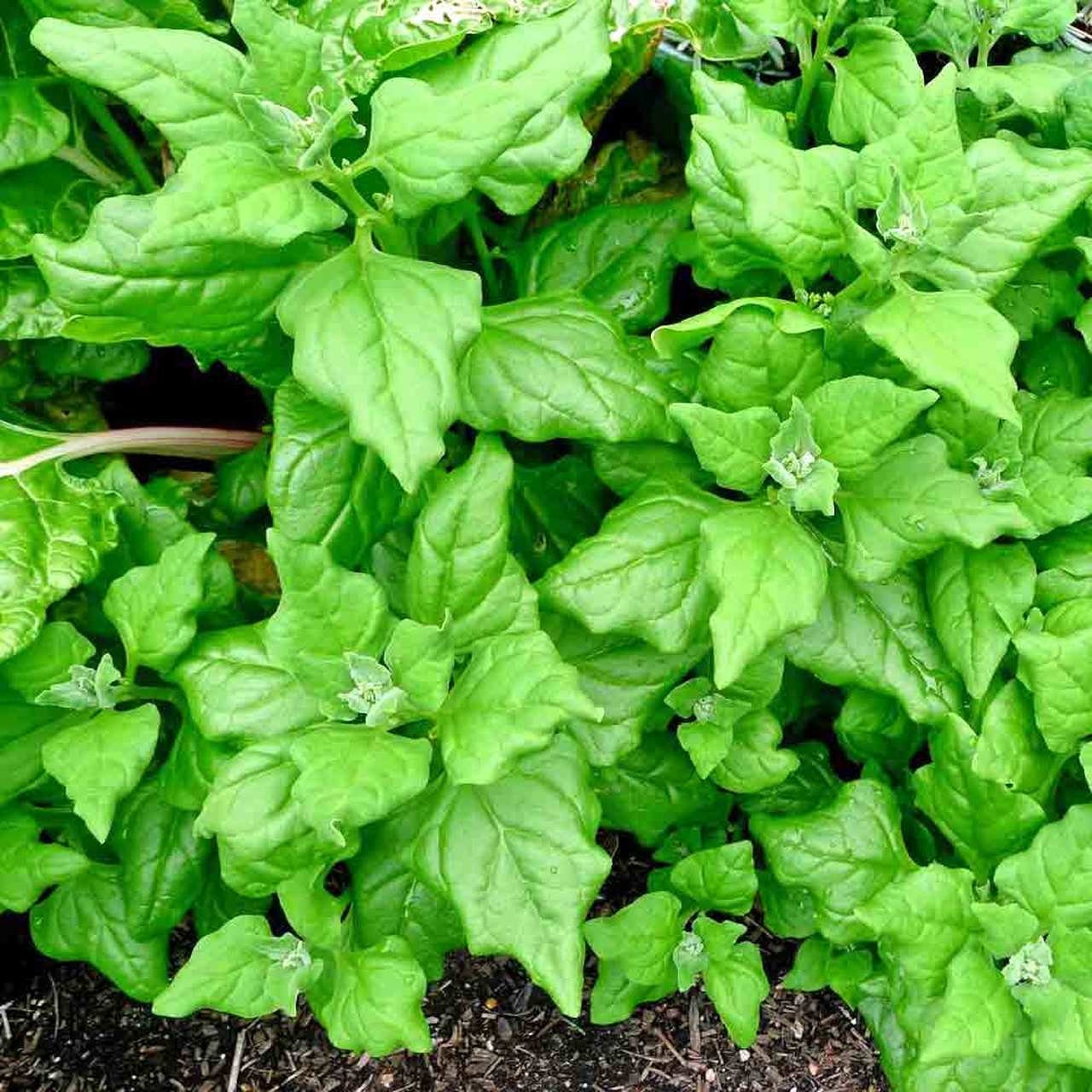 Heirloom Organic New Zealand Spinach Seeds