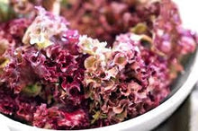 Load image into Gallery viewer, Heirloom Organic 8 Lettuce Salad Bowl Seeds
