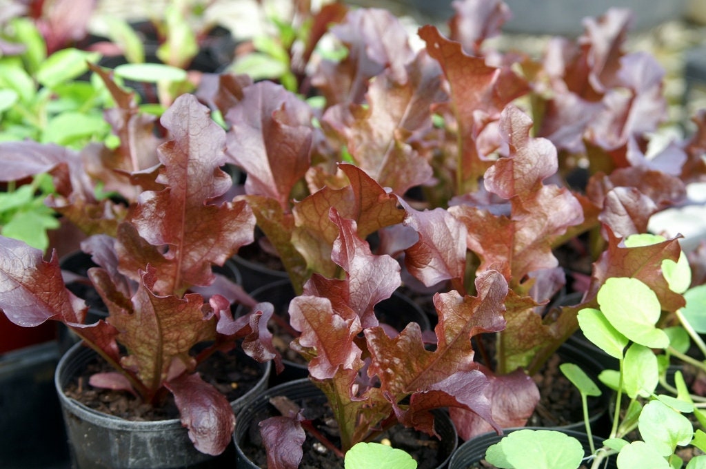 Heirloom Organic 8 Lettuce Salad Bowl Seeds