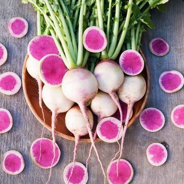 Asian Heirloom Organic Watermelon Radish Seeds