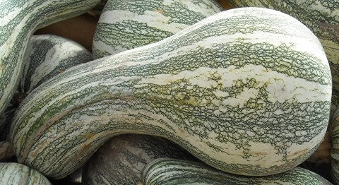 Heirloom Organic Green Striped Cushaw Pumpkin Seeds