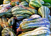 Load image into Gallery viewer, Heirloom Organic Green Striped Cushaw Pumpkin Seeds

