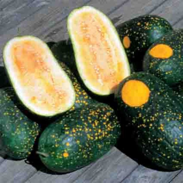 RARE Heirloom Organic YELLOW FLESH Moon and Stars Watermelon Seeds (Sun, Moon and stars Watermelon) Seeds