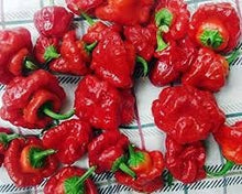 Load image into Gallery viewer, Heirloom Organic Red Scotch Bonnet Seeds (Aka Bonney Peppers, Caribbean Red Peppers)
