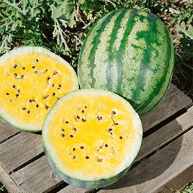 RARE Heirloom Organic Yellow Petite Watermelon Seeds