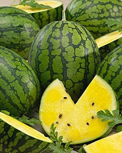 Heirloom Organic Mountain Sweet Yellow Watermelon Seeds