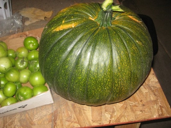 VERY RARE Heirloom Organic Giant Show Winner Pumpkin Seeds