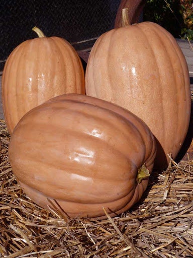 Heirloom Organic Dickinson Pumpkin Seeds