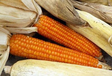 Load image into Gallery viewer, Heirloom Organic Orange Asian Waxy Chinese Corn Seeds
