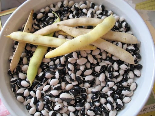 Heirloom Organic Orca Bean Seeds (Aka Calypso Beans, Yin Yang Beans, Panda bean seeds)
