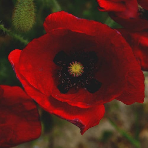 Heirloom Red Corn Seeds (aka RemembraPoppy nce Poppy, Flander's poppy, Field Poppy)