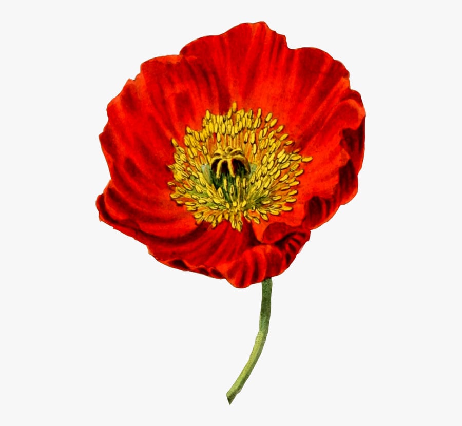 Heirloom Red Corn Seeds (aka RemembraPoppy nce Poppy, Flander's poppy, Field Poppy)