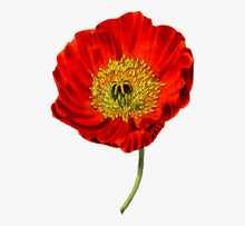 Load image into Gallery viewer, Heirloom Red Corn Seeds (aka RemembraPoppy nce Poppy, Flander&#39;s poppy, Field Poppy)
