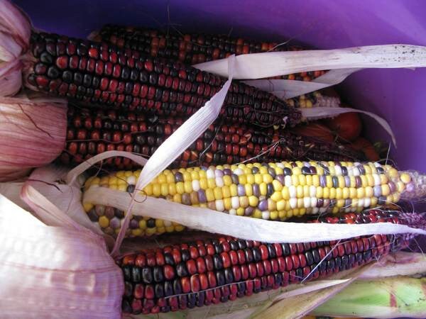 Organic Heirloom River Spirit Rainbow Corn Native American Corn Seeds